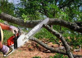 Best Tree Maintenance Programs  in Bellerose Terrace, NY